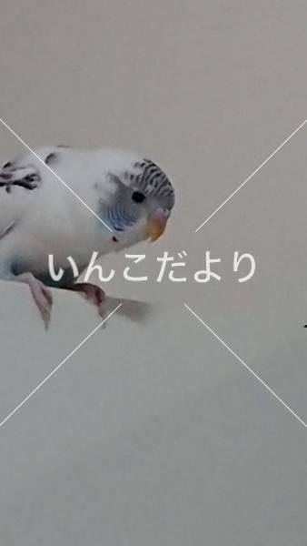 迷い鳥の写真