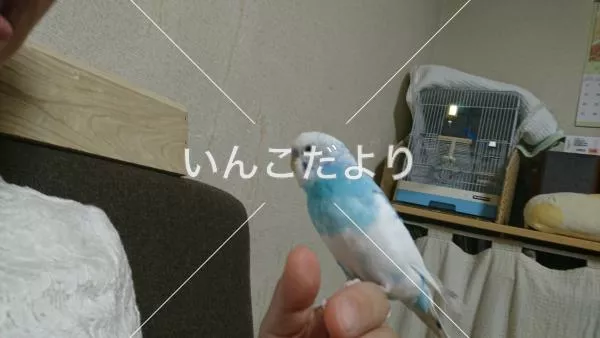 迷い鳥の写真
