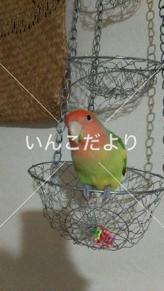 迷い鳥の写真