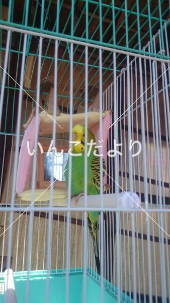保護鳥の写真