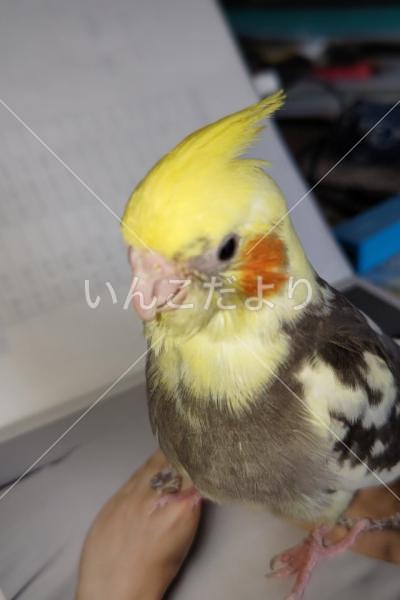 迷い鳥の写真