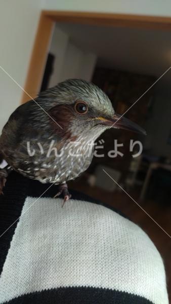 迷い鳥の写真