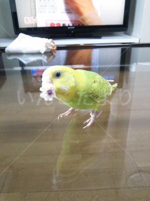 迷い鳥の写真