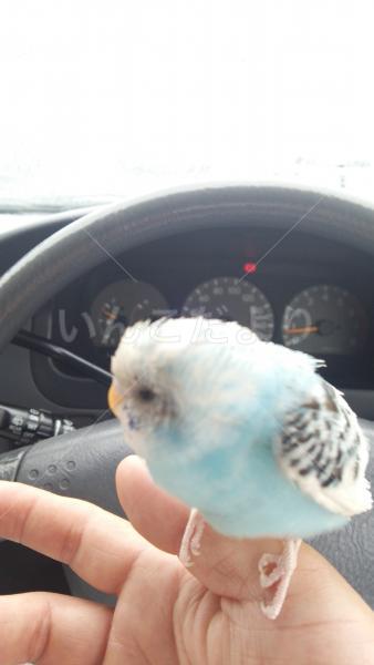 保護鳥の写真