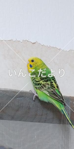 迷い鳥の写真
