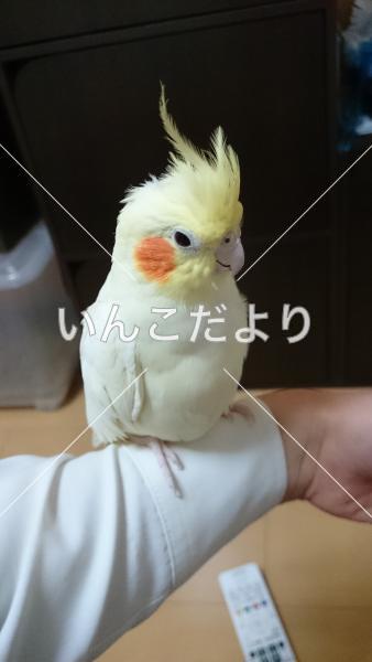 迷い鳥の写真