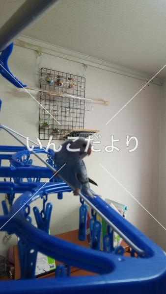 迷い鳥の写真