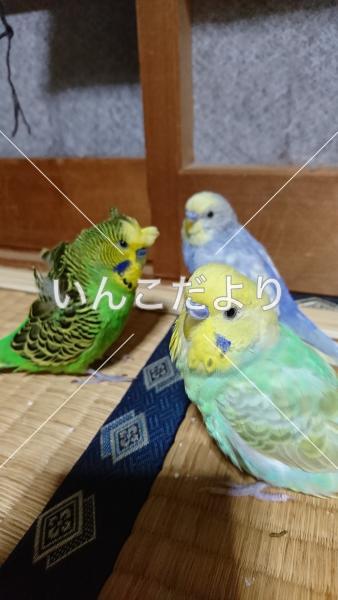 迷い鳥の写真