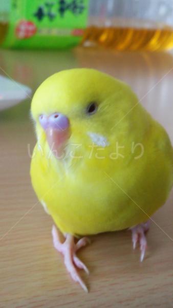 迷い鳥の写真