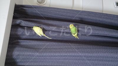 迷い鳥の写真