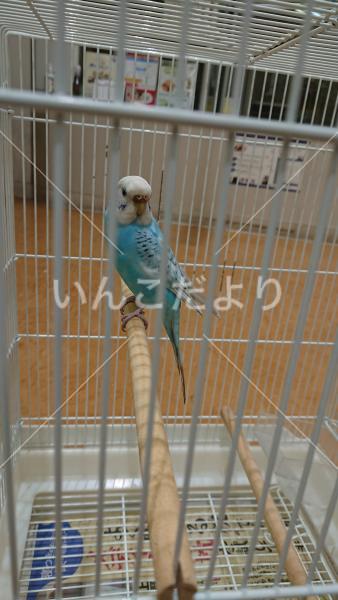保護鳥の写真