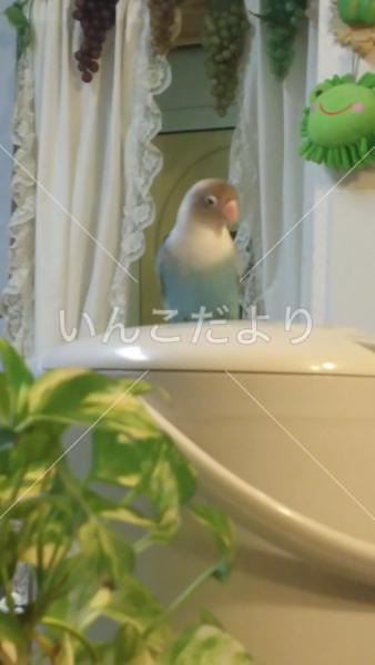 迷い鳥の写真