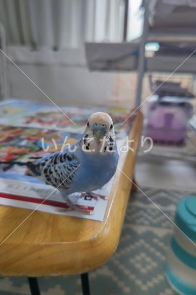 迷い鳥の写真