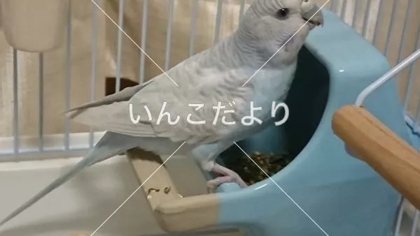 保護鳥の写真