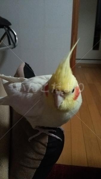 迷い鳥の写真