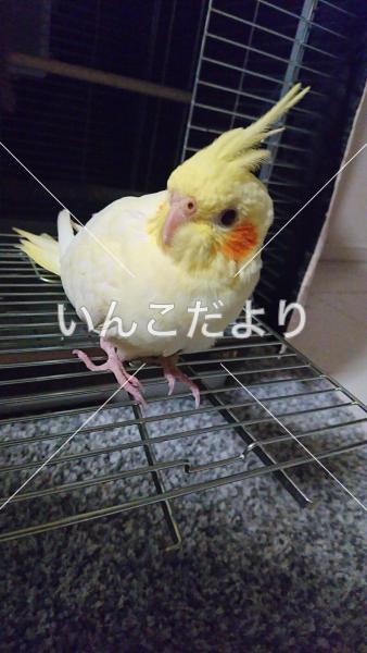 迷い鳥の写真