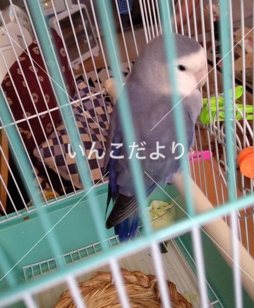 保護鳥の写真