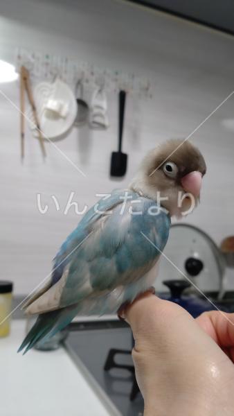 迷い鳥の写真