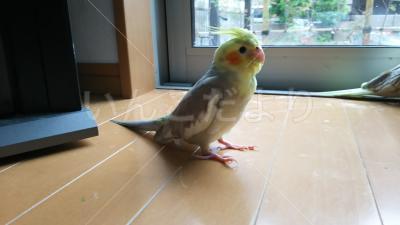 迷い鳥の写真