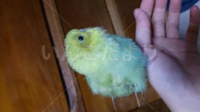 保護鳥の写真