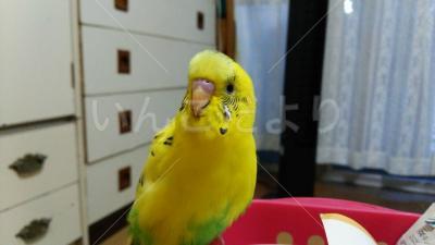 迷い鳥の写真