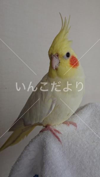 迷い鳥の写真