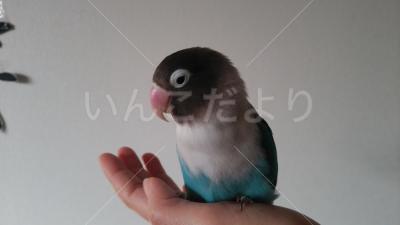 迷い鳥の写真