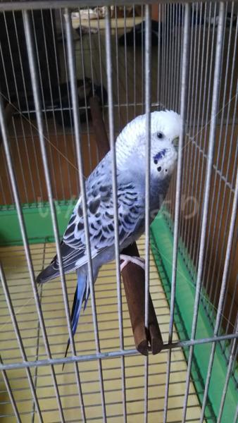 保護鳥の写真