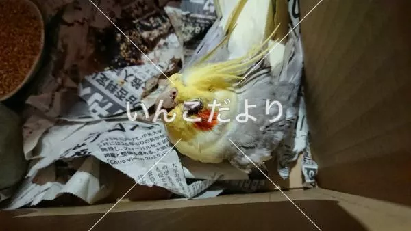 保護鳥の写真