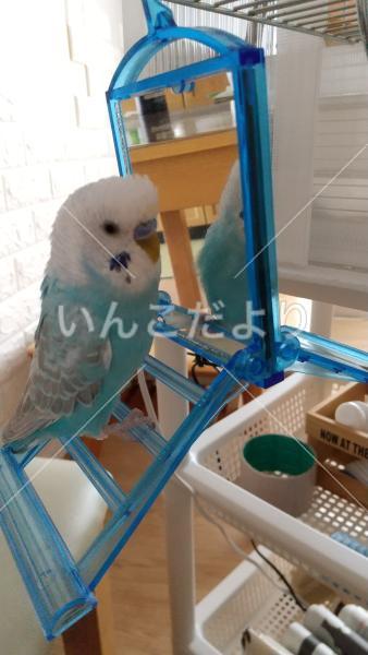 迷い鳥の写真