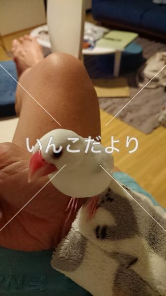 迷い鳥の写真