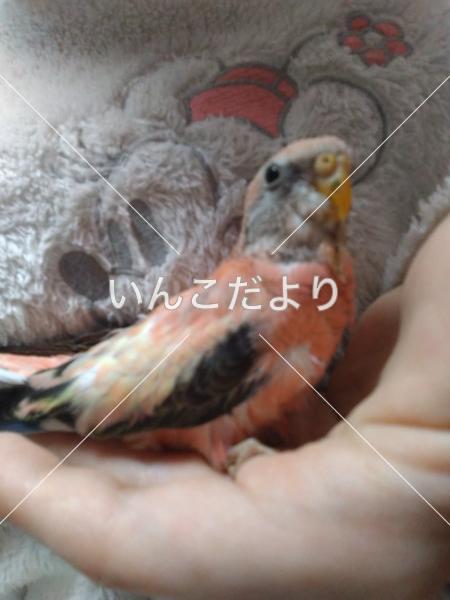 迷い鳥の写真