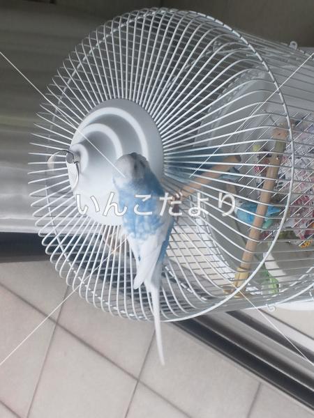 迷い鳥の写真