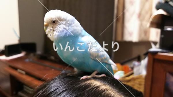 迷い鳥の写真