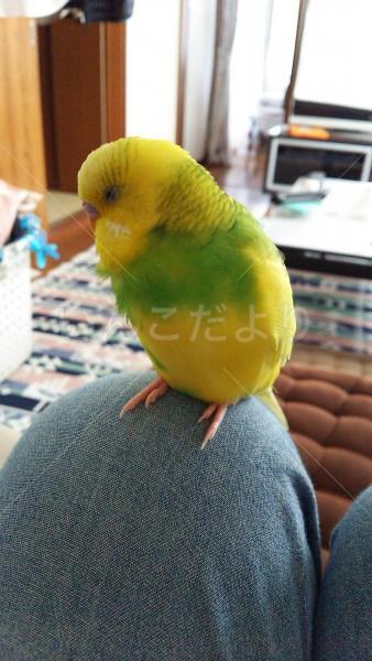 迷い鳥の写真