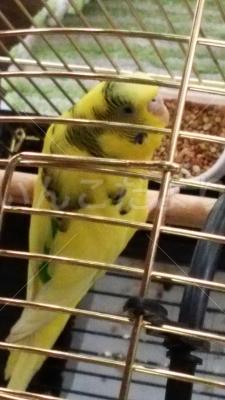 保護鳥の写真