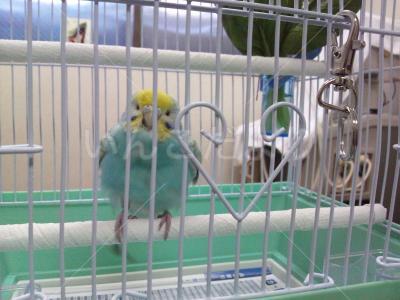 保護鳥の写真