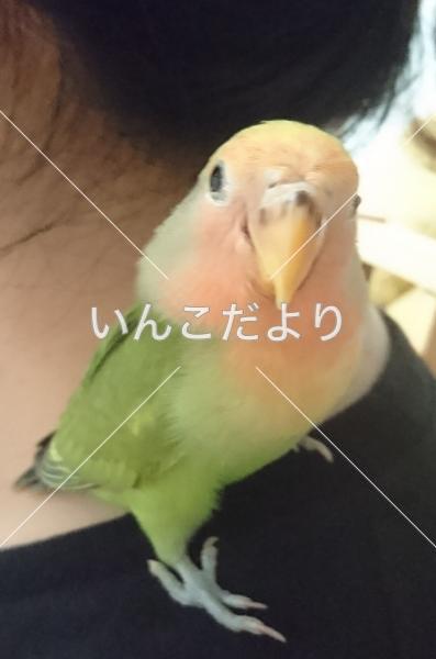 迷い鳥の写真