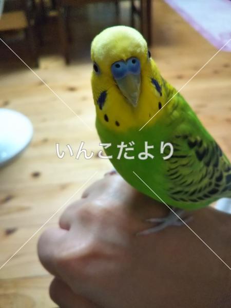 迷い鳥の写真