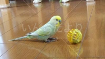 迷い鳥の写真