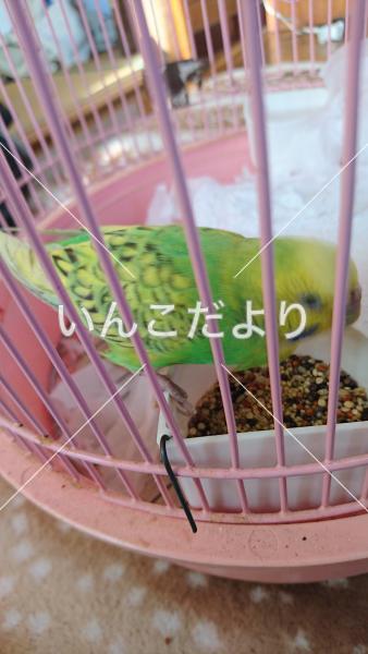 保護鳥の写真