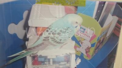 迷い鳥の写真