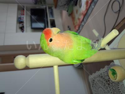 迷い鳥の写真