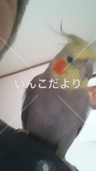 迷い鳥の写真