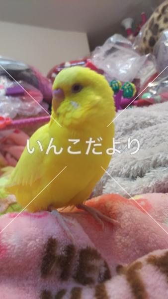 迷い鳥の写真