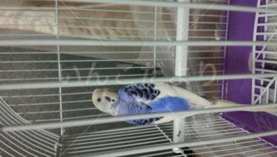 保護鳥の写真