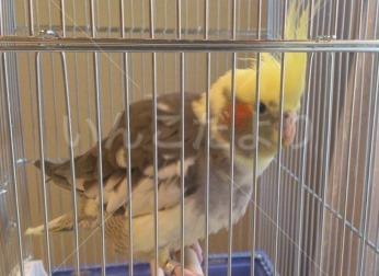 保護鳥の写真