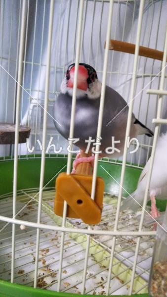 迷い鳥の写真