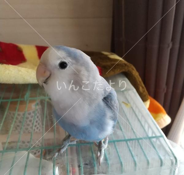 迷い鳥の写真