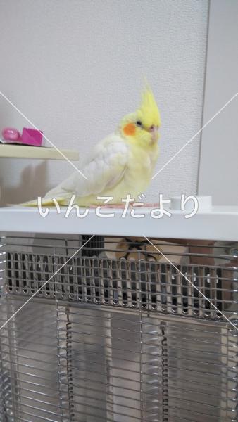 迷い鳥の写真